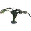 Decoratie Congo Groen Plant Plant Bruin, Grijs, Groen