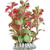 Decoratie Guyana Meerdere kleuren Plant Plant Rood, Grijs, Groen 