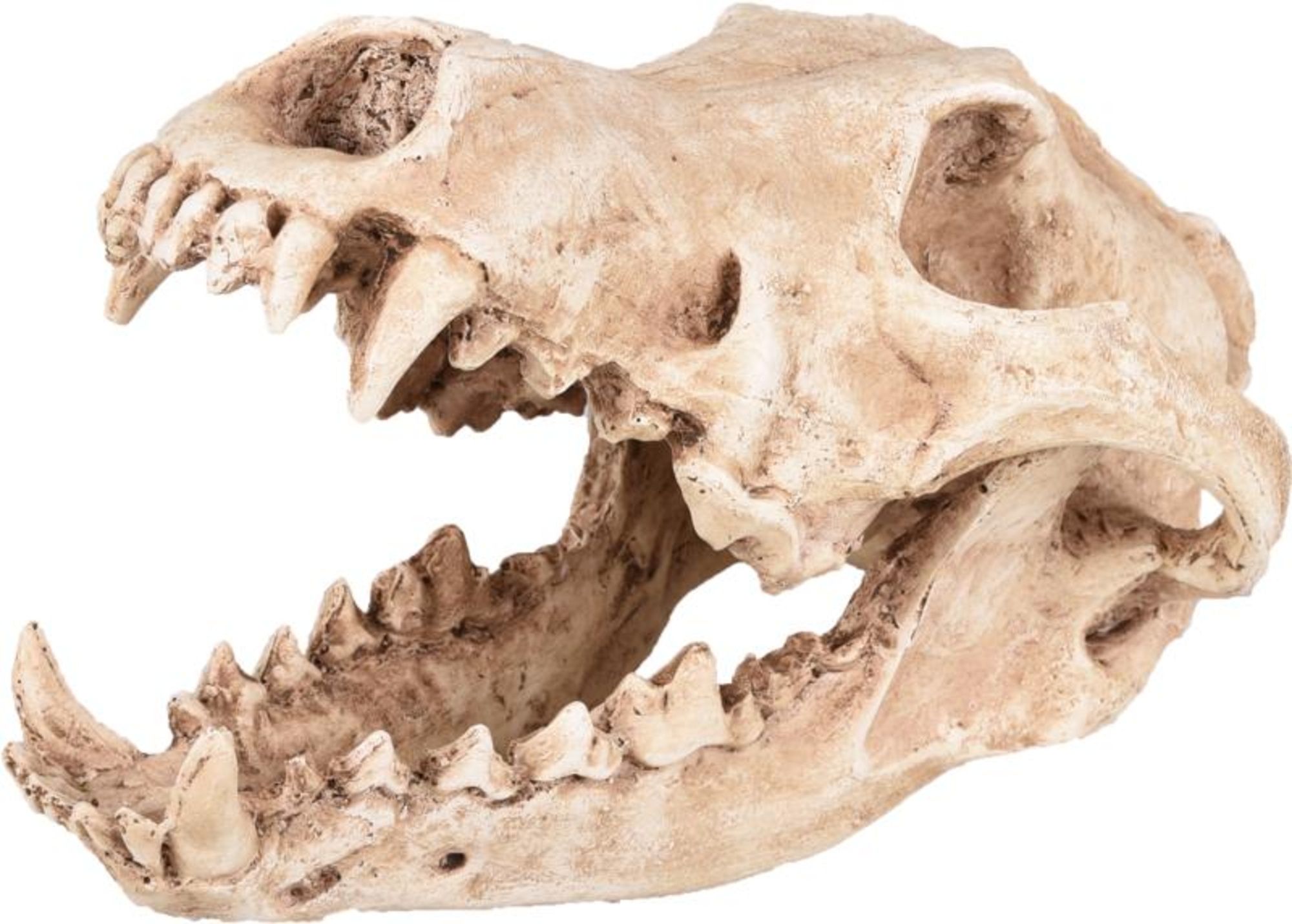 Flamingo Dekoration Skelo Ekrü Schädel