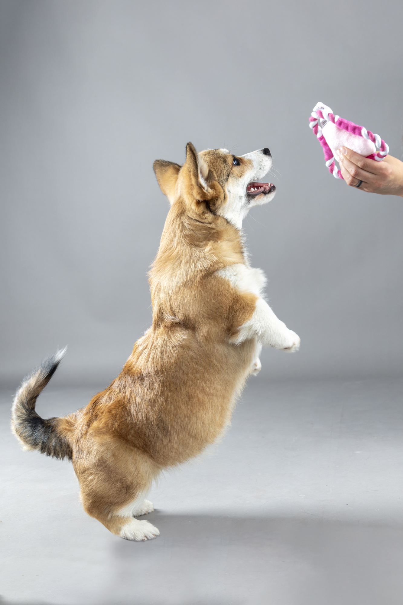 Flamingo Speelgoed Puppy Boban Frisbee voor puppy's met touw Meerdere kleuren
