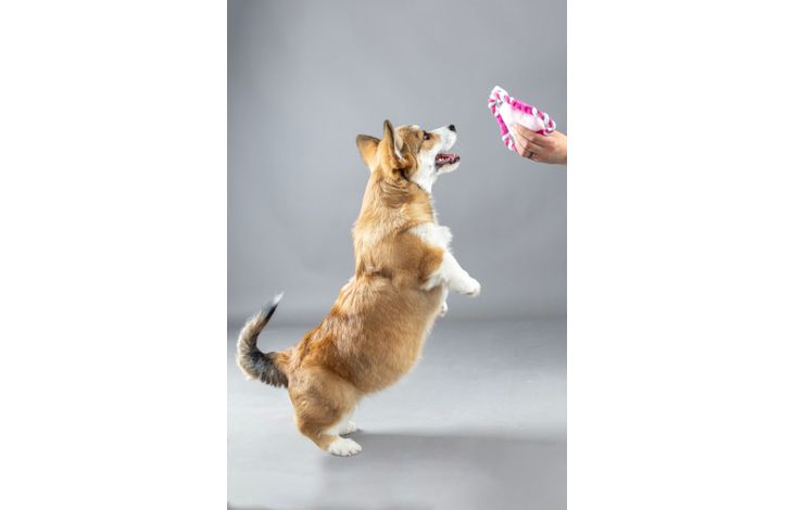 Flamingo Speelgoed Puppy Boban Frisbee voor puppy's met touw Meerdere kleuren