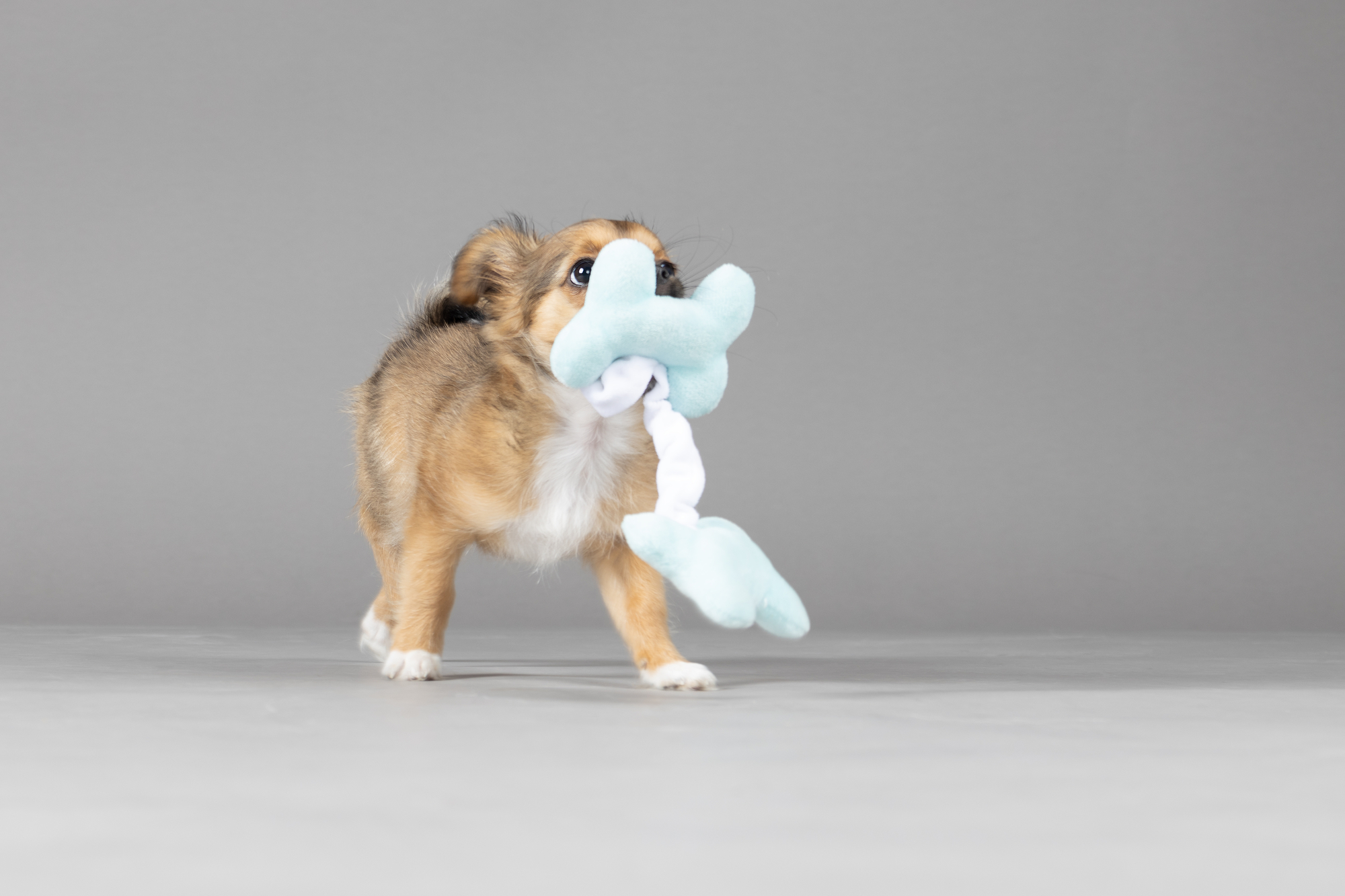 Flamingo Toy Puppy Boban Bone Multiple colours