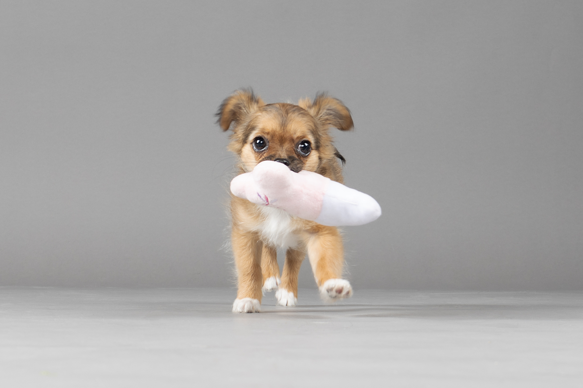 Flamingo Toy Puppy Boban Bone Multiple colours