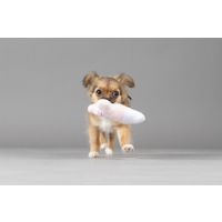 Flamingo Toy Puppy Boban Bone Multiple colours
