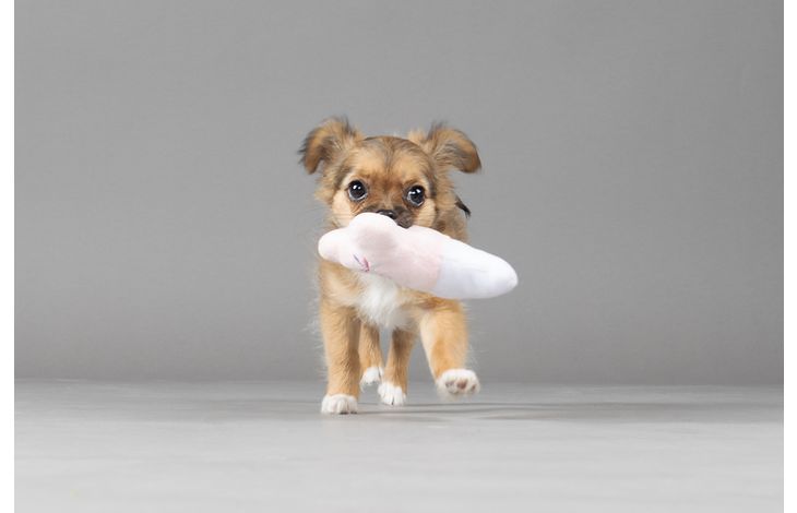 Flamingo Toy Puppy Boban Bone Multiple colours