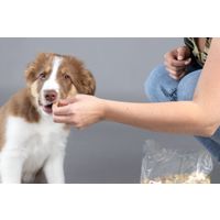 Flamingo Snack Puppy Koekje Bones 