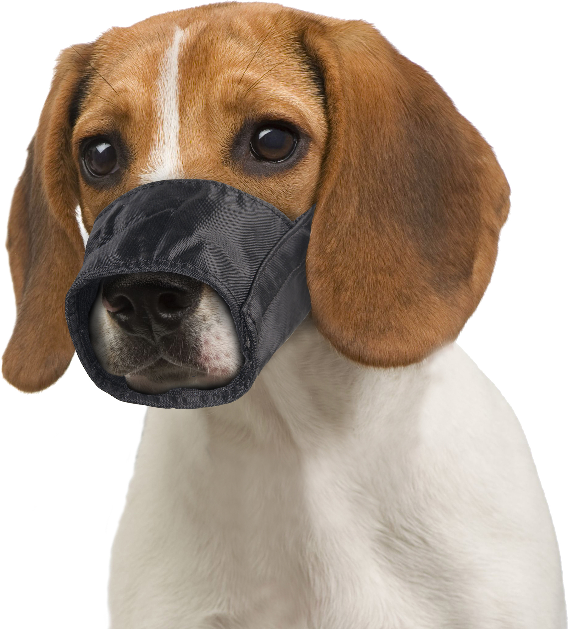 Flamingo Muzzle Ned Black