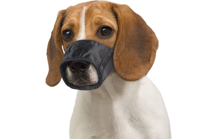 Flamingo Muzzle Ned Black