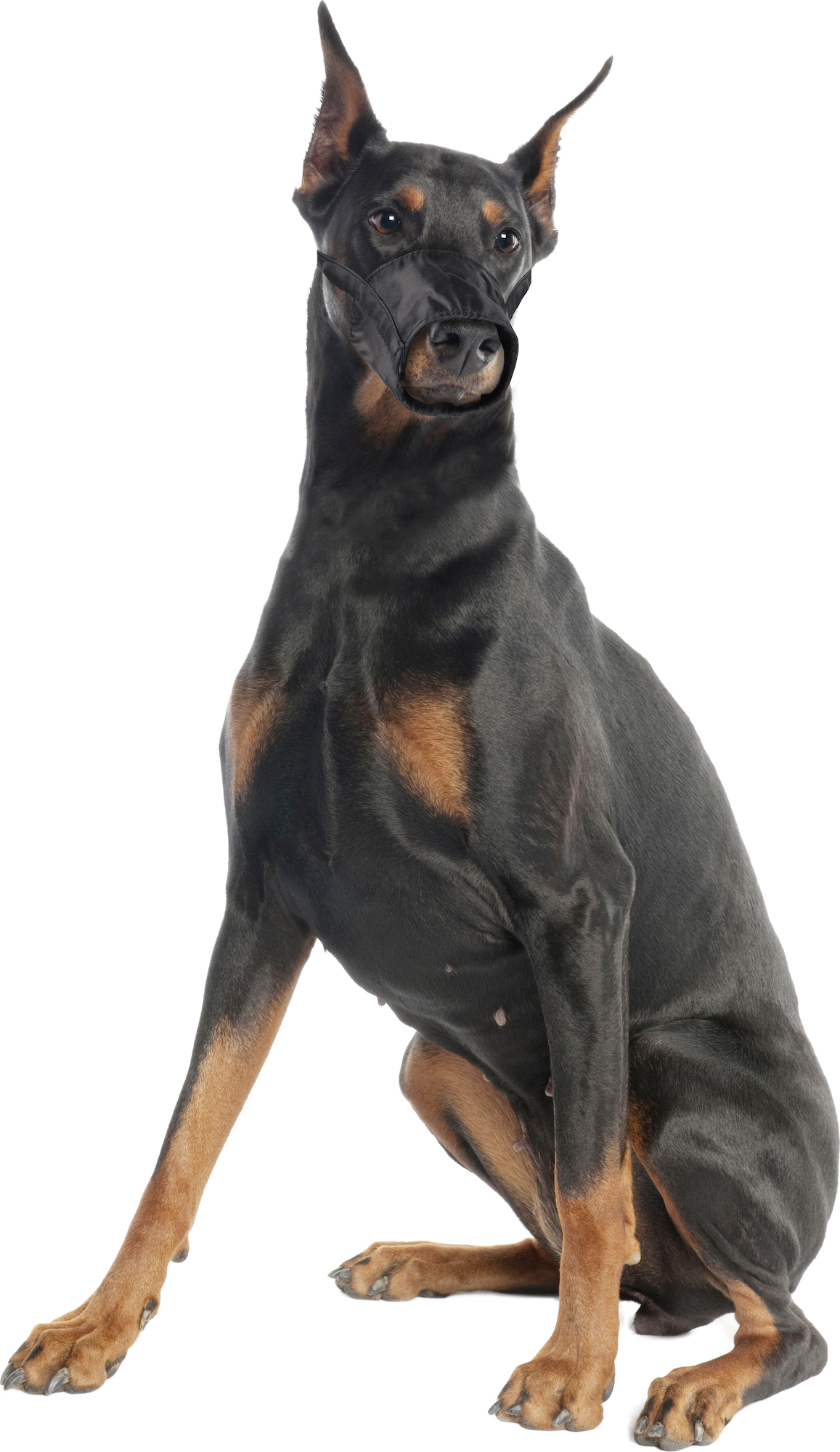 Flamingo Muzzle Ned Black