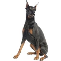 Flamingo Muzzle Ned Black