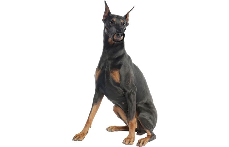 Flamingo Muzzle Ned Black