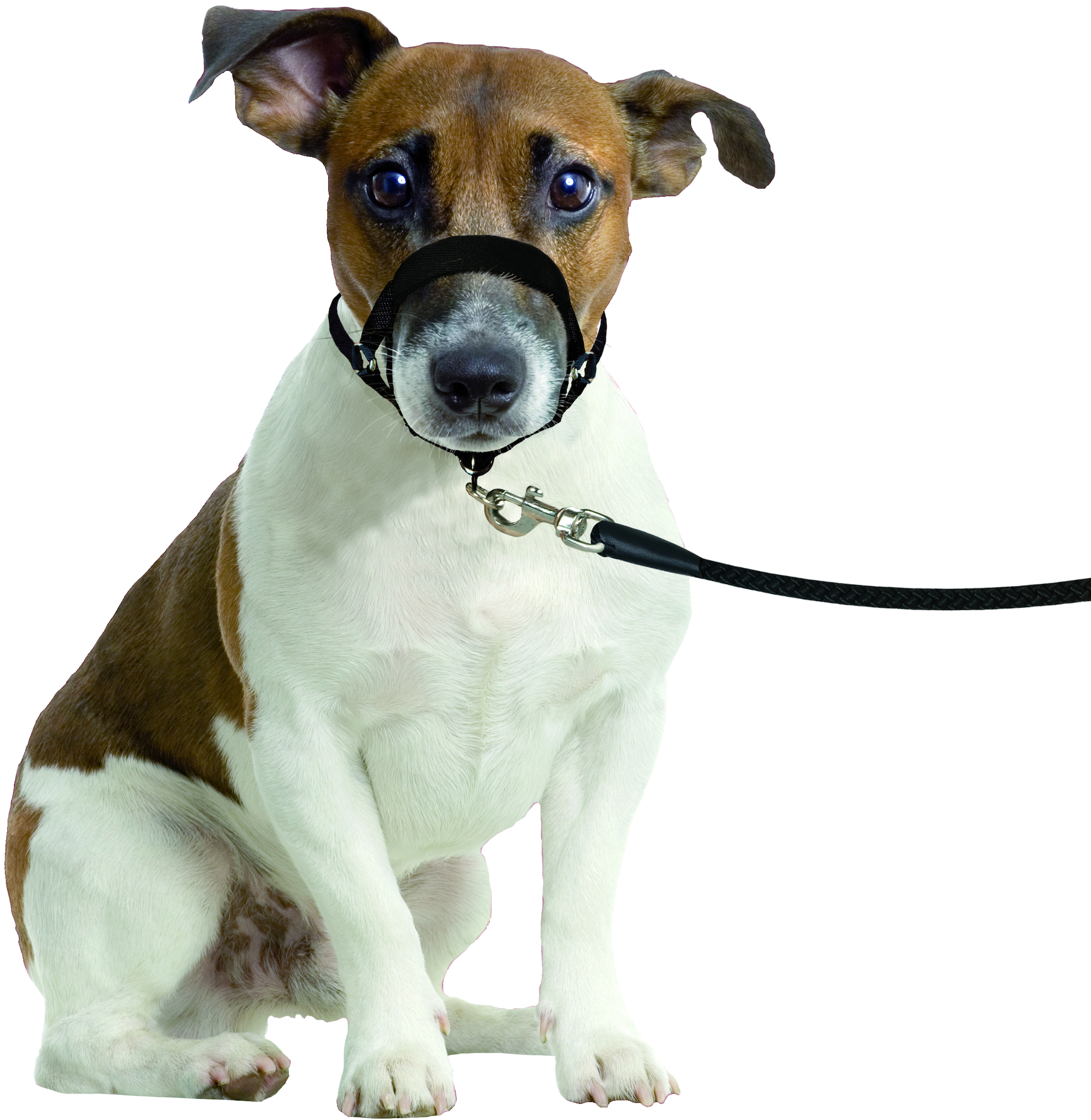 Flamingo Head collar Easy Leader Black