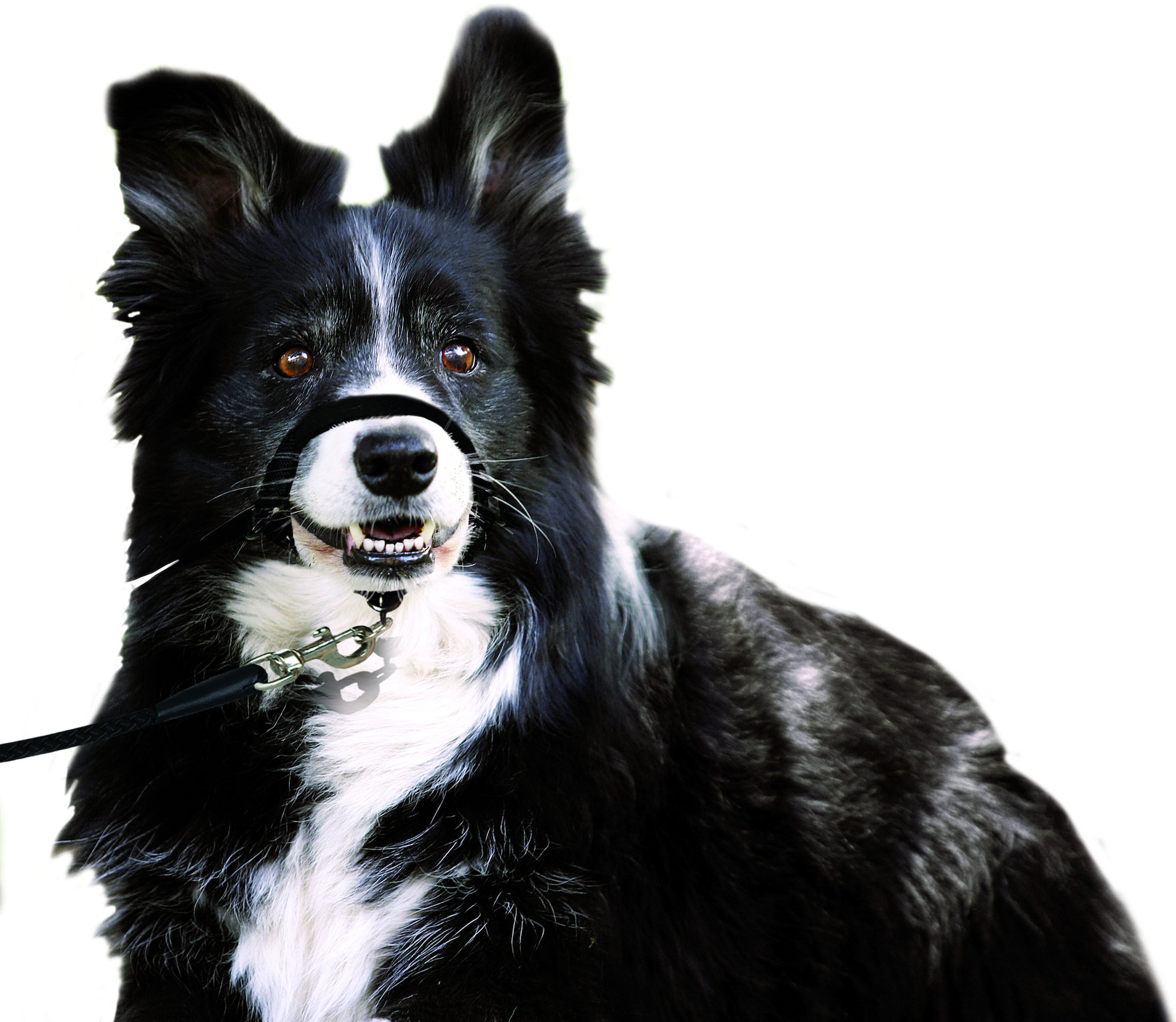 Flamingo Hoofdhalsband Easy Leader Zwart