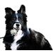 Hoofdhalsband Easy Leader Zwart