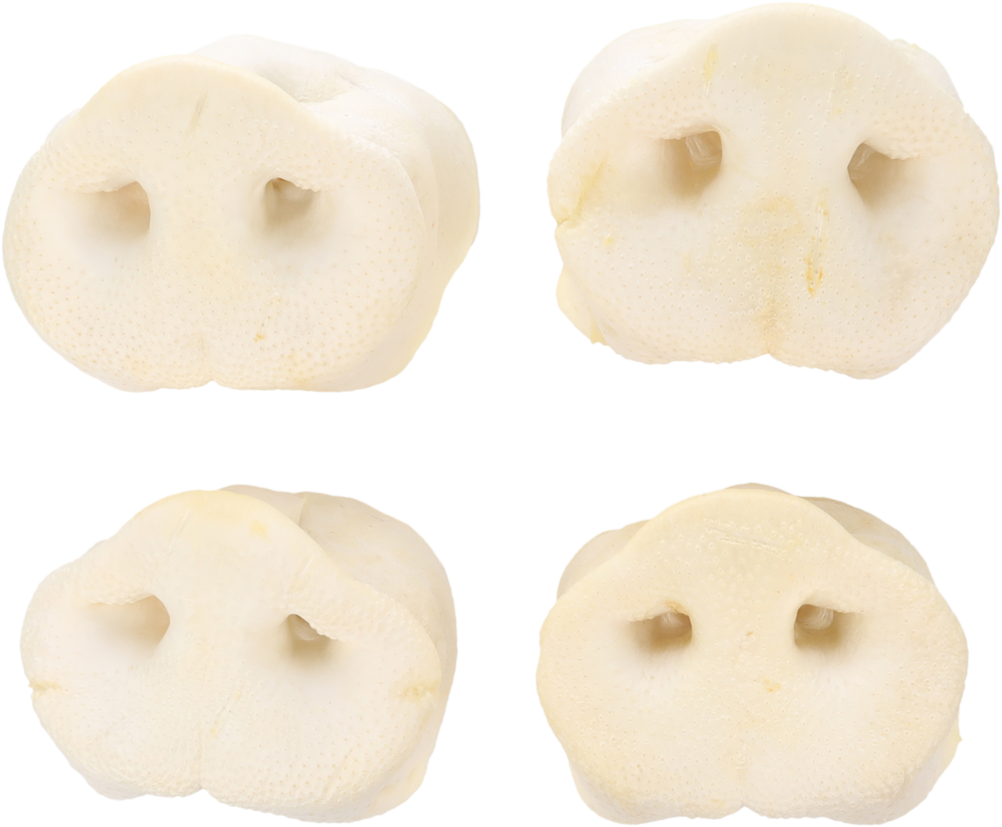 Flamingo Snacks Nature Pig snout