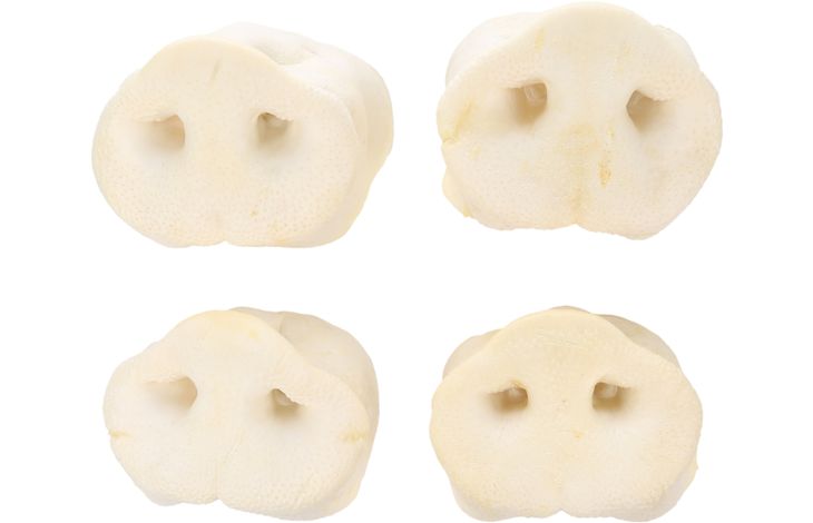 Flamingo Snacks Nature Pig snout