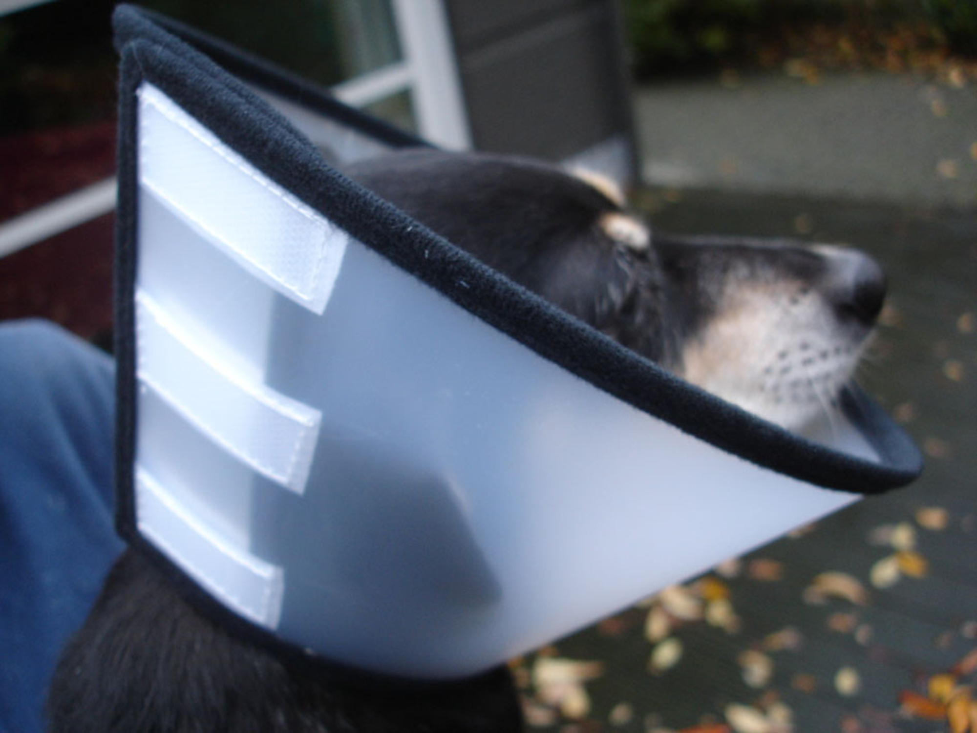 Flamingo Protective cone collar Capo