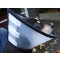 Flamingo Protective cone collar Capo