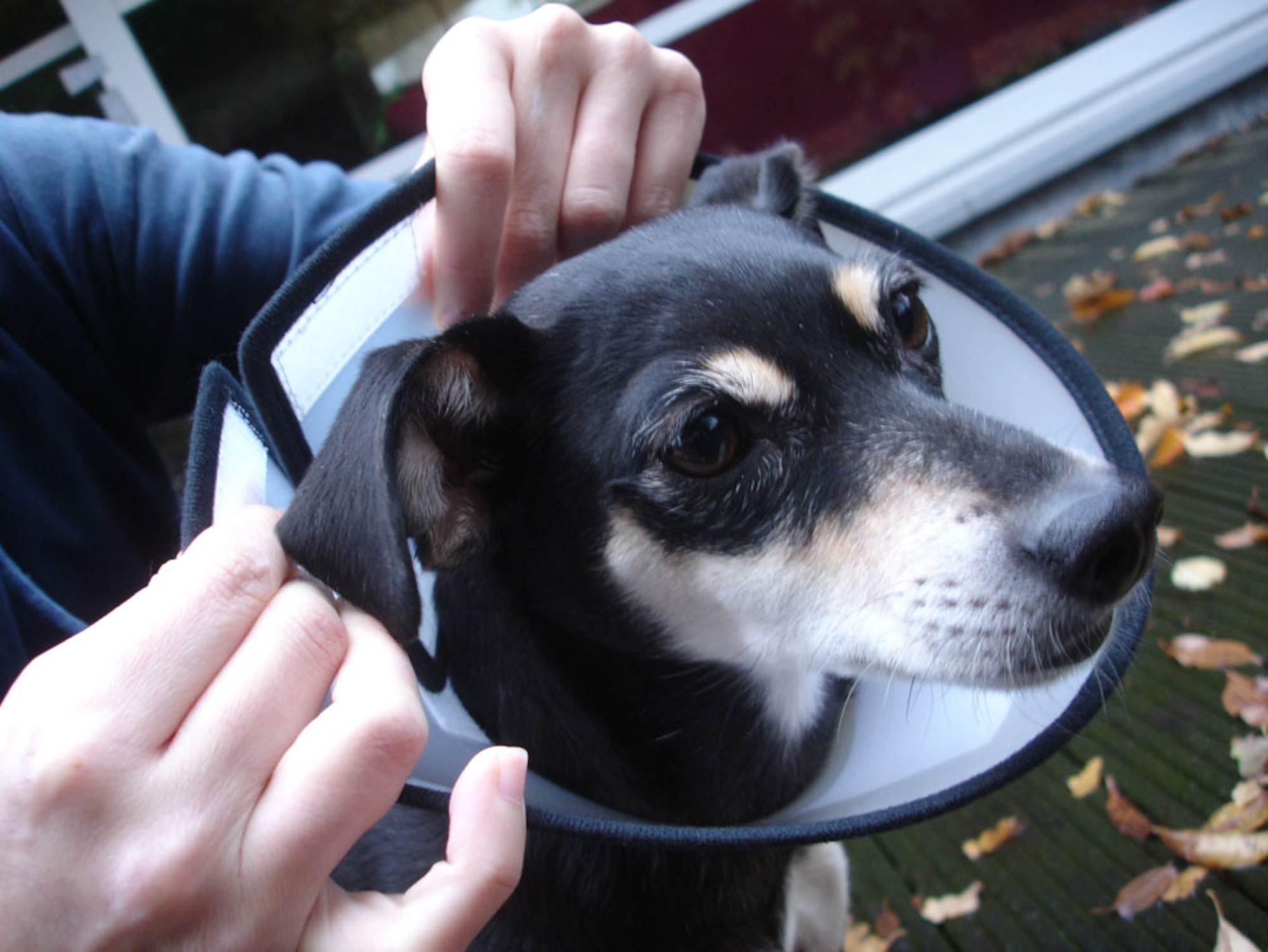 Flamingo Protective cone collar Capo