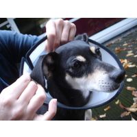 Flamingo Protective cone collar Capo