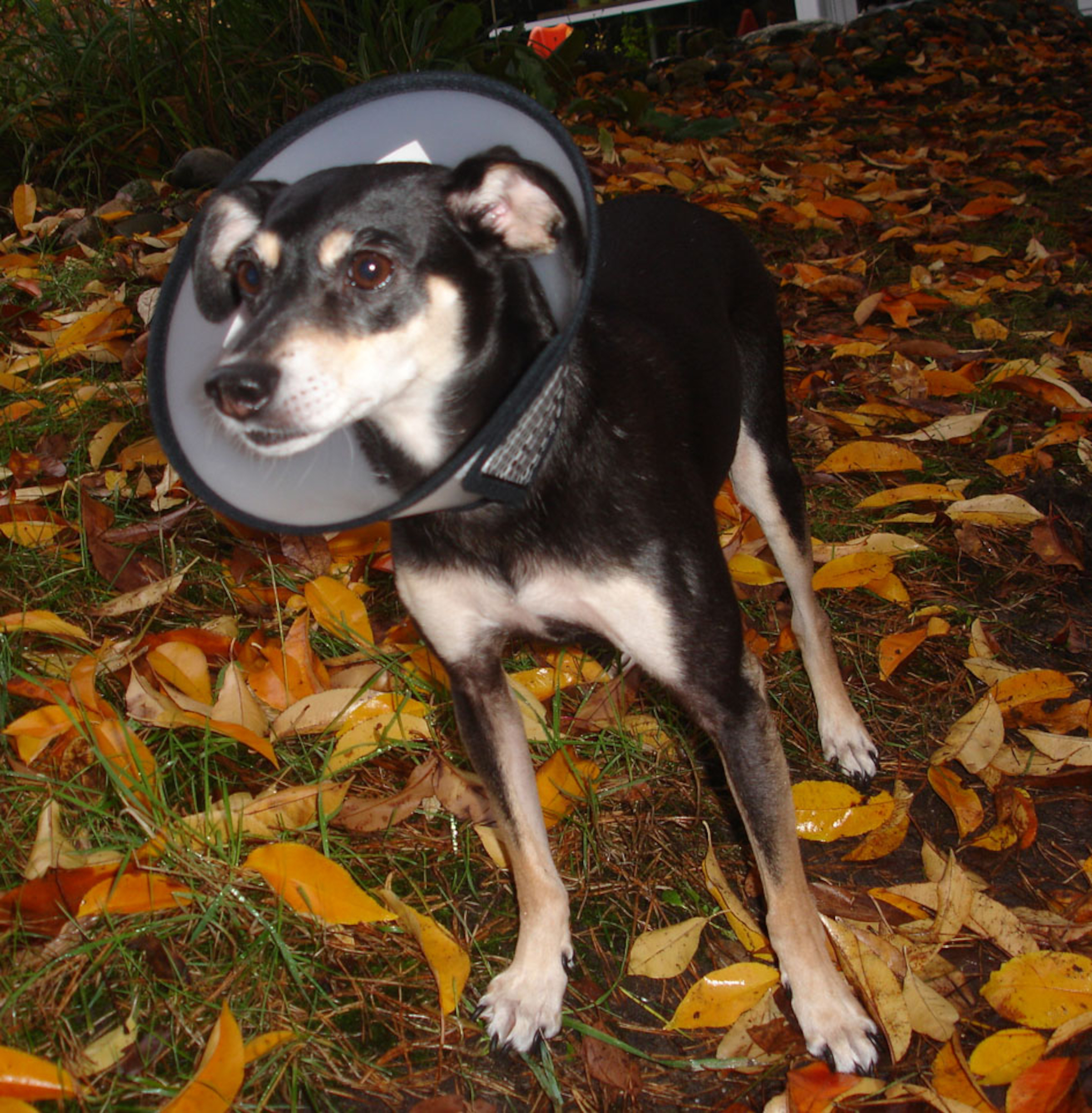 Flamingo Protective cone collar Capo