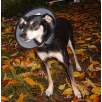 Flamingo Protective cone collar Capo