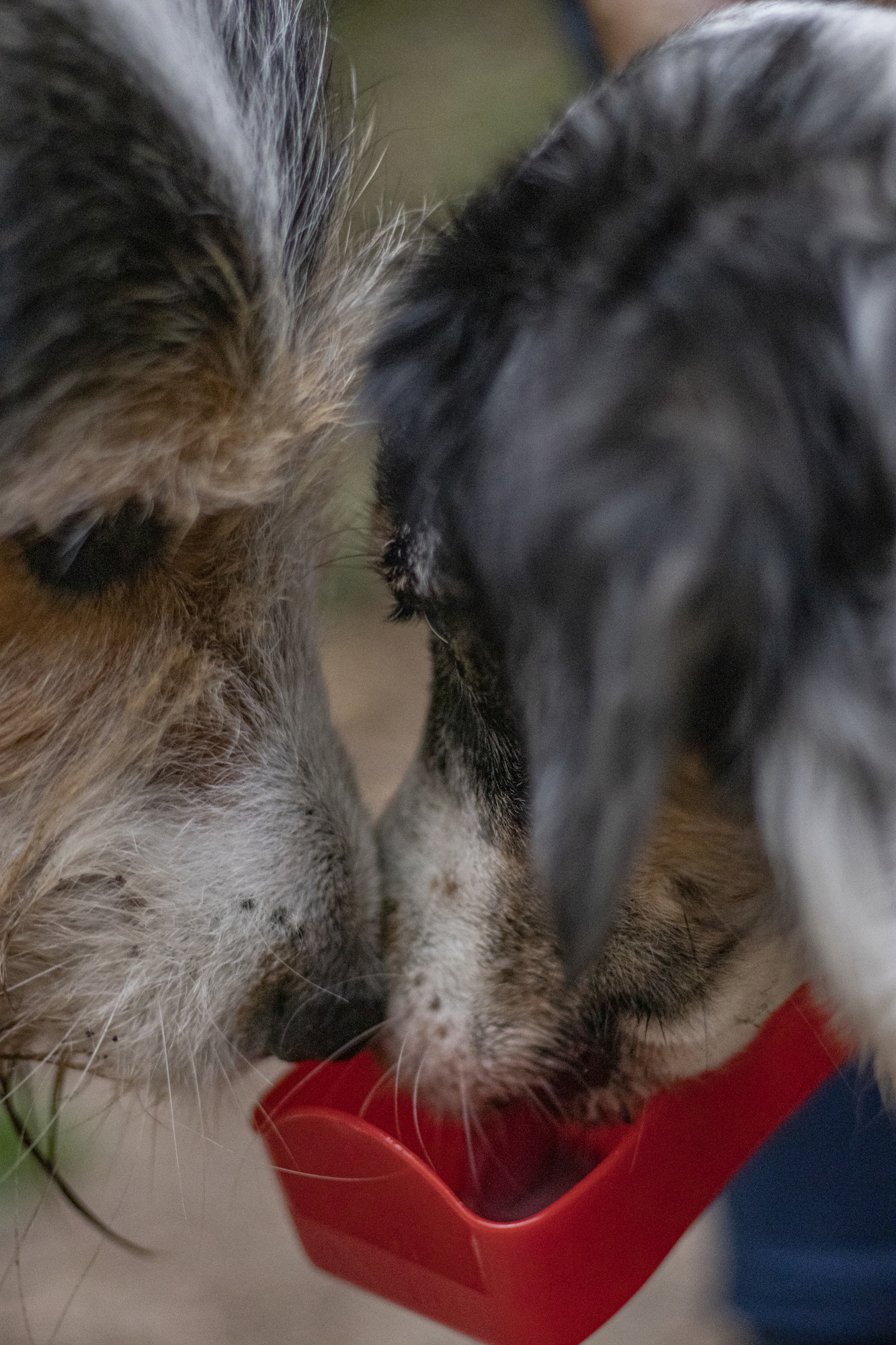 Flamingo Water dispenser Gulliver Classic multiple colours