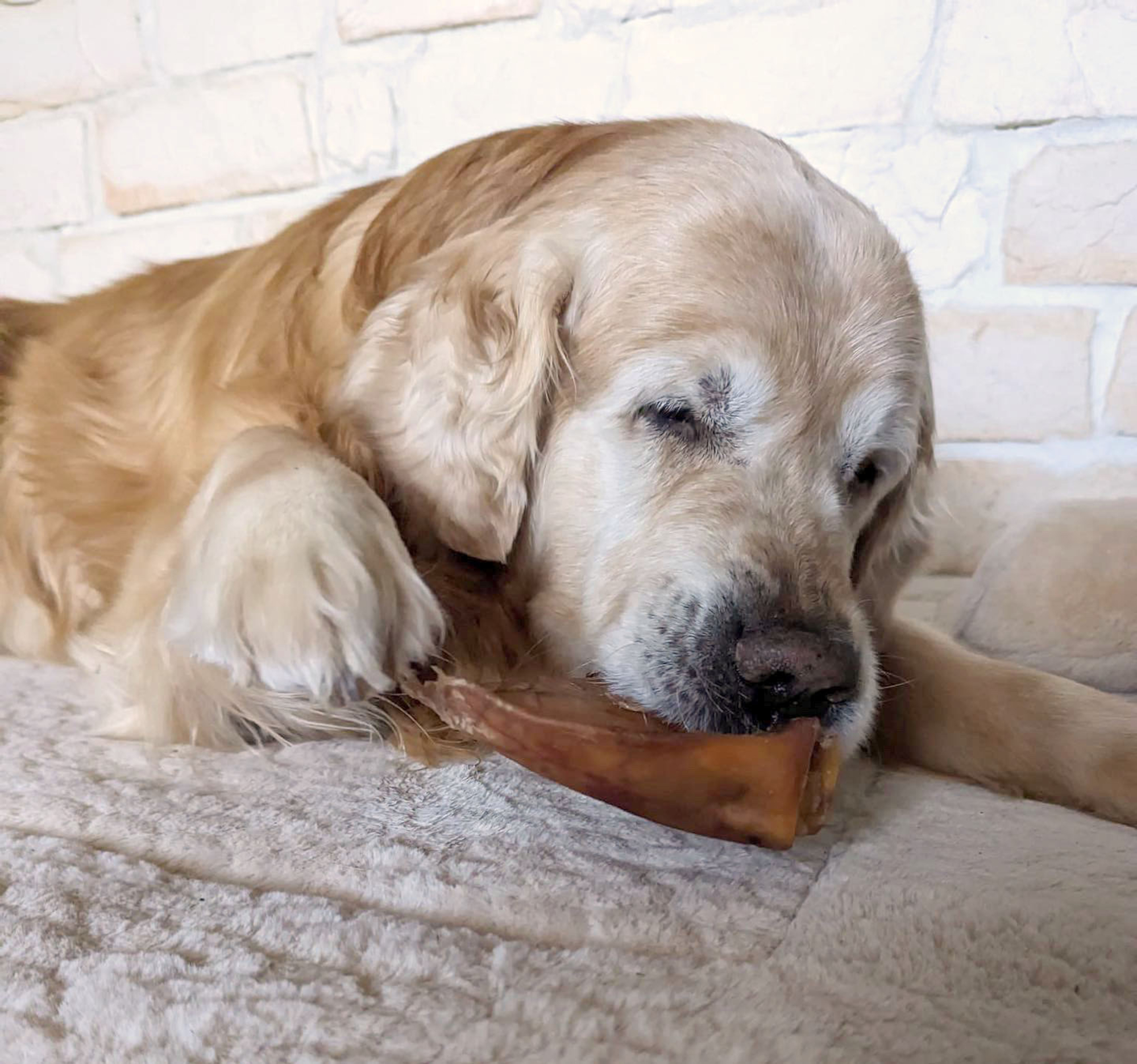 Flamingo Snacks Nature Pig ear