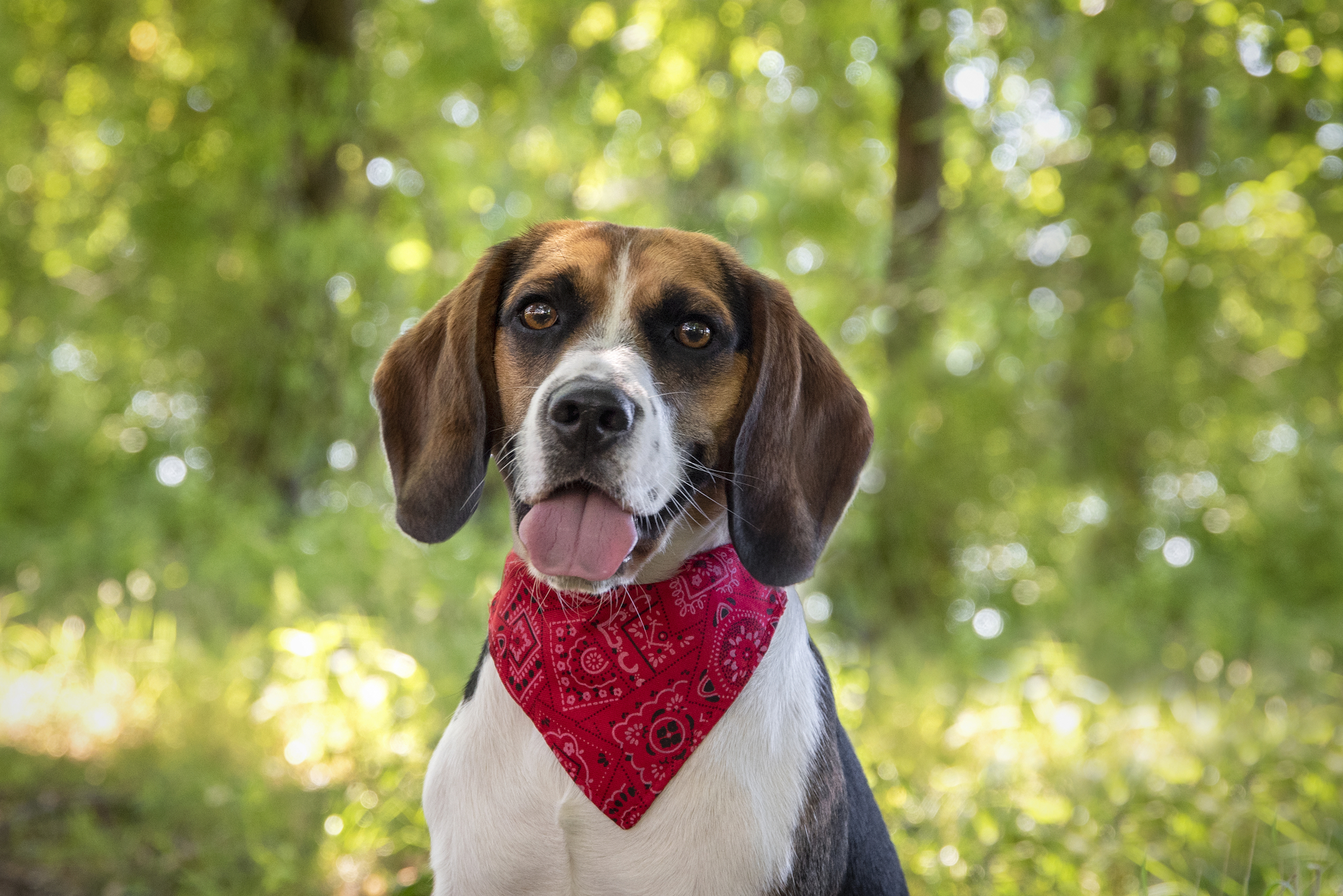 Flamingo Collar with bandana Pinto Red