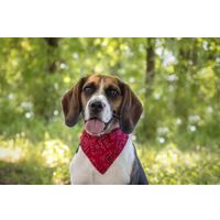 Flamingo Halsband met bandana Pinto Rood