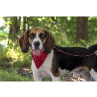 Flamingo Halsband met bandana Pinto Rood