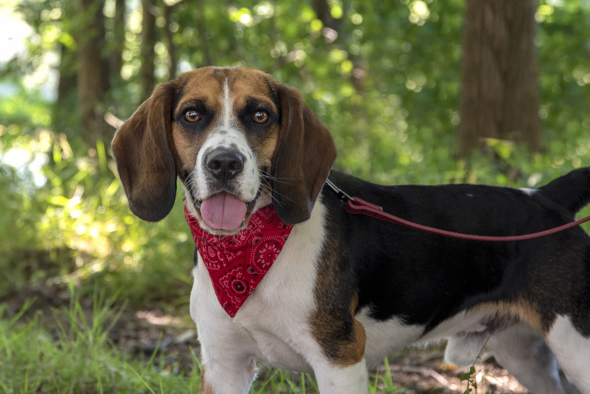 Flamingo Collar with bandana Pinto Red