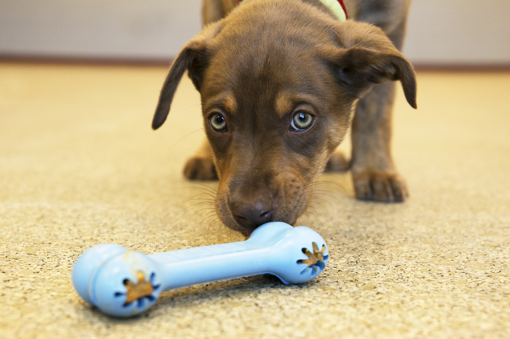 Kong puppy goodie bone cheap small