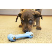 Kong® Kong® Speelgoed Goodie Bone™ Been Meerdere kleuren