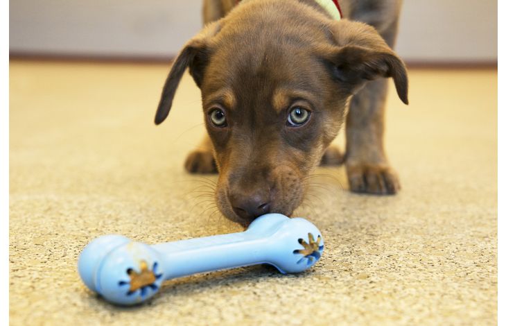 Kong® Kong® Speelgoed Goodie Bone™ Been Meerdere kleuren