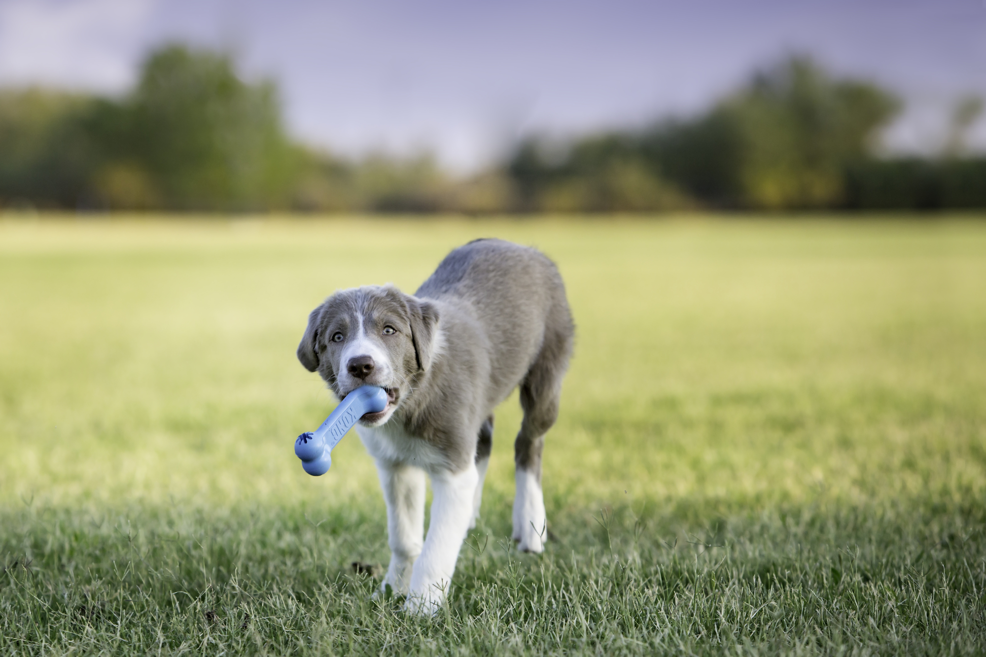 Kong® Kong® Toy Goodie Bone™ Bone Multiple colours