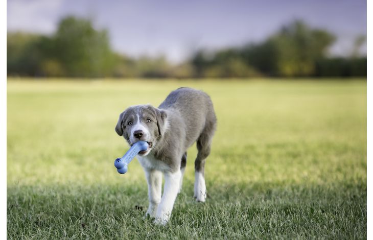 Kong® Kong® Speelgoed Goodie Bone™ Been Meerdere kleuren