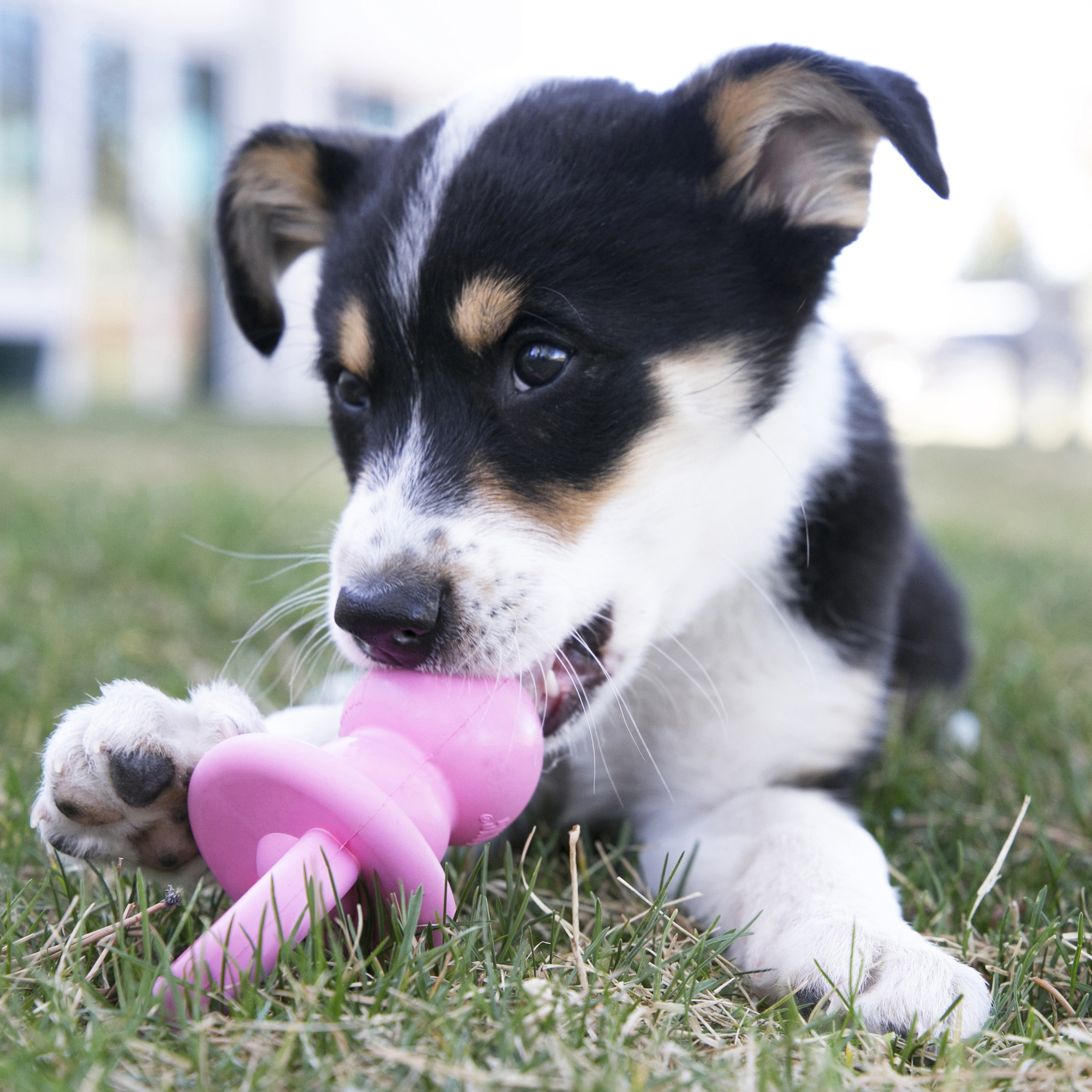 Kong dummy dog clearance toy