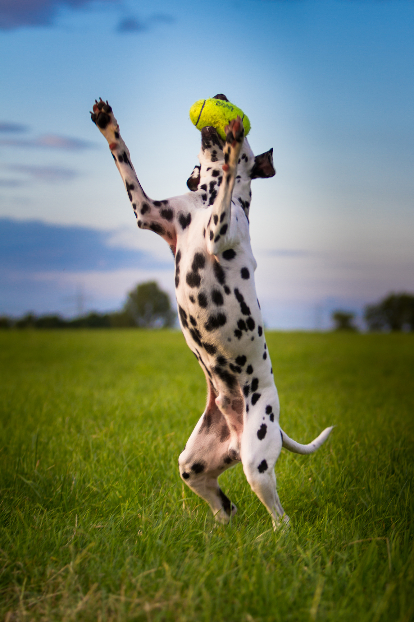 Kong® Kong® Toy Air Dog American football Yellow