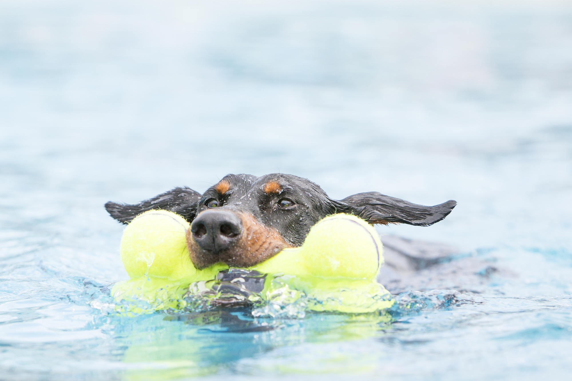 Kong® Kong® Giocattolo Air Dog Bilanciere Giallo