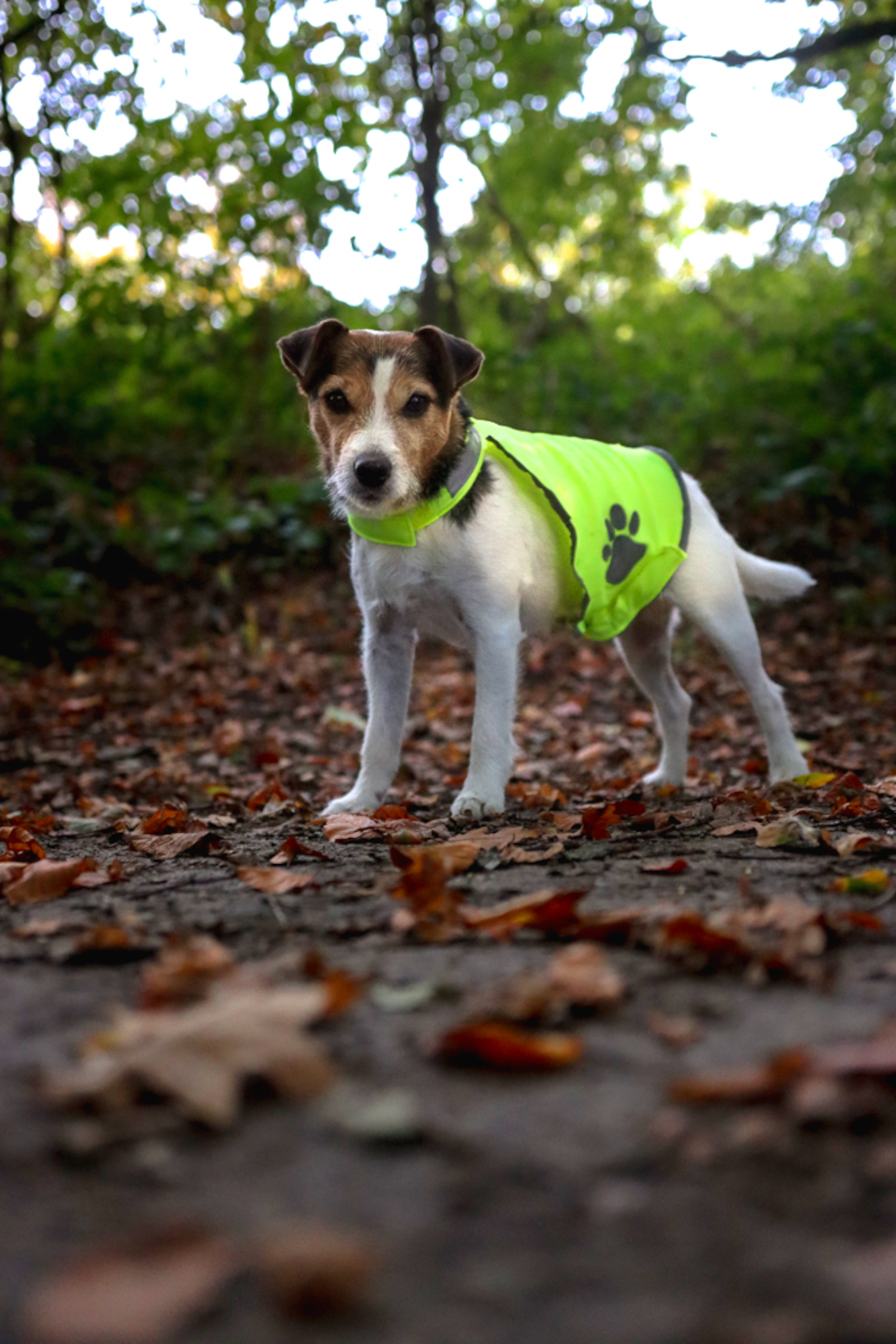 Flamingo Safety vest Refi Fluo yellow