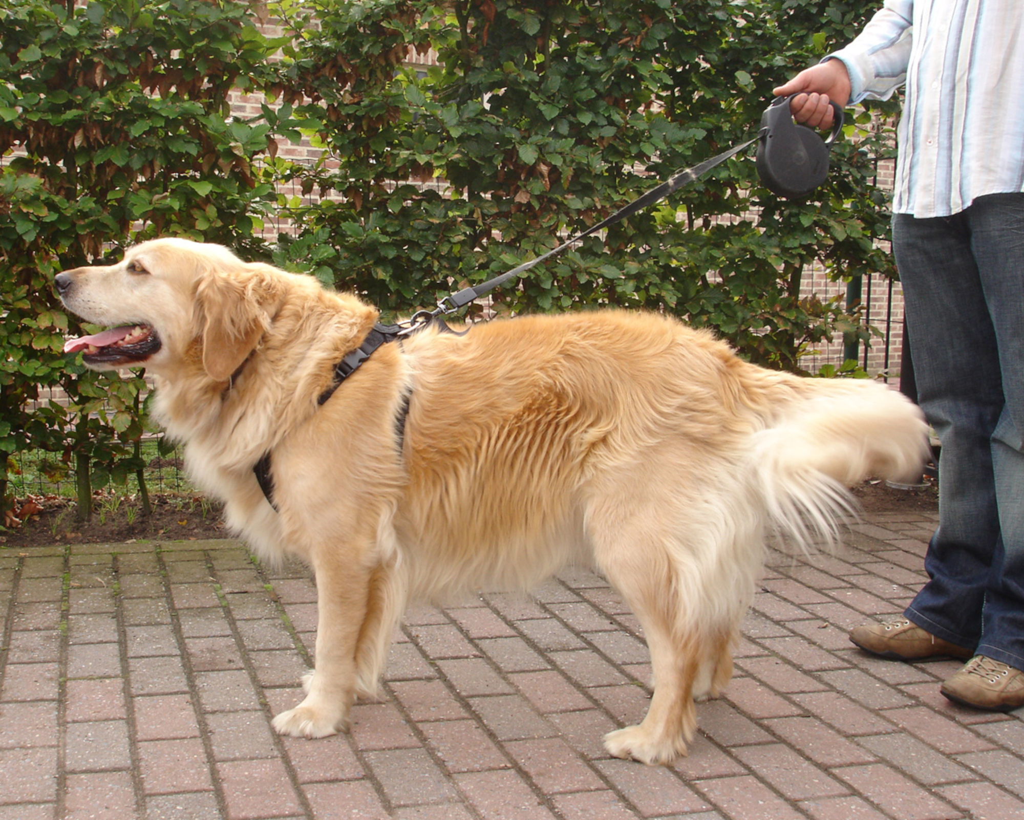 Flamingo Car safety harness Baro Black