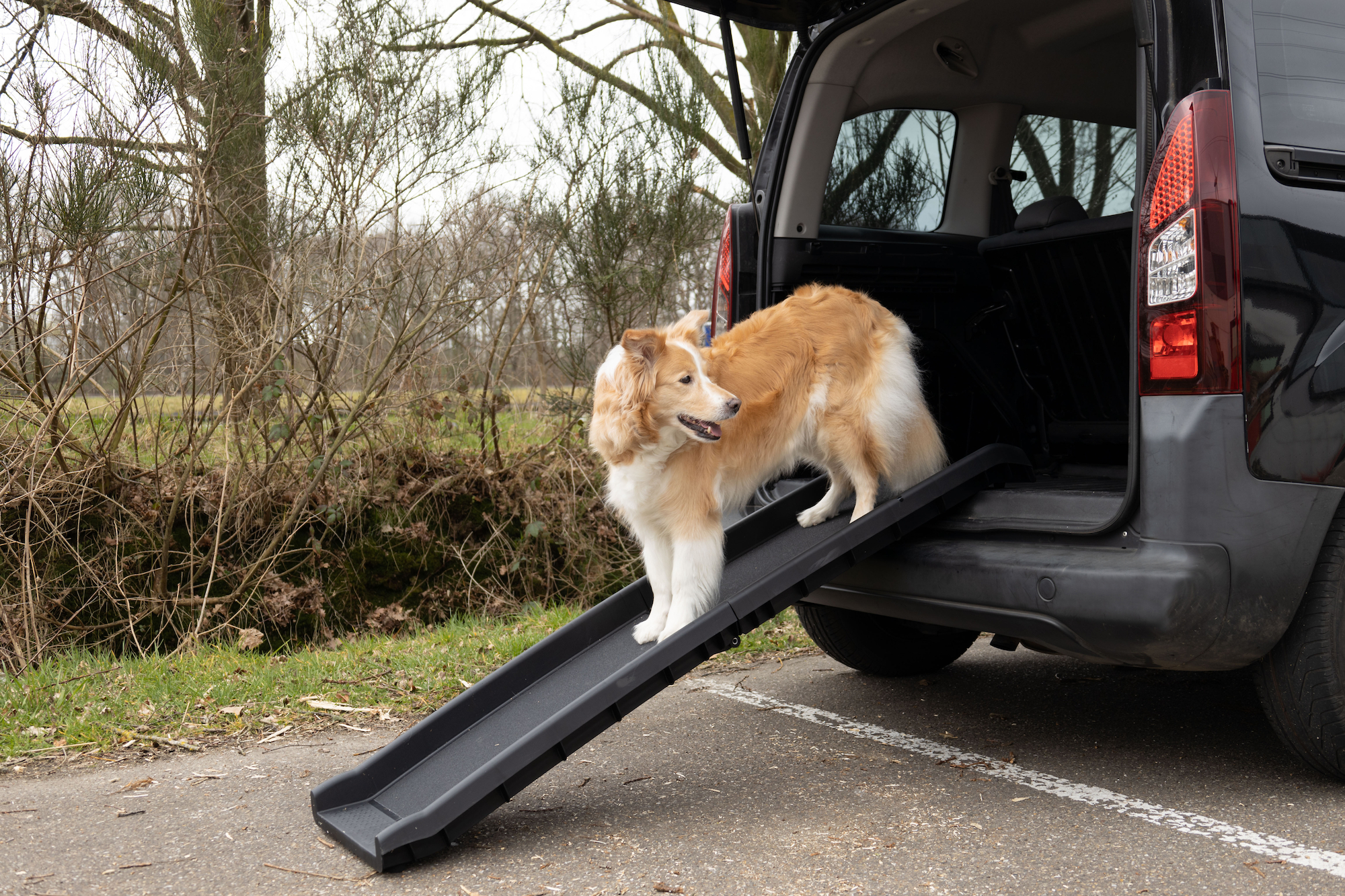 Flamingo Dog ramp Svea Black