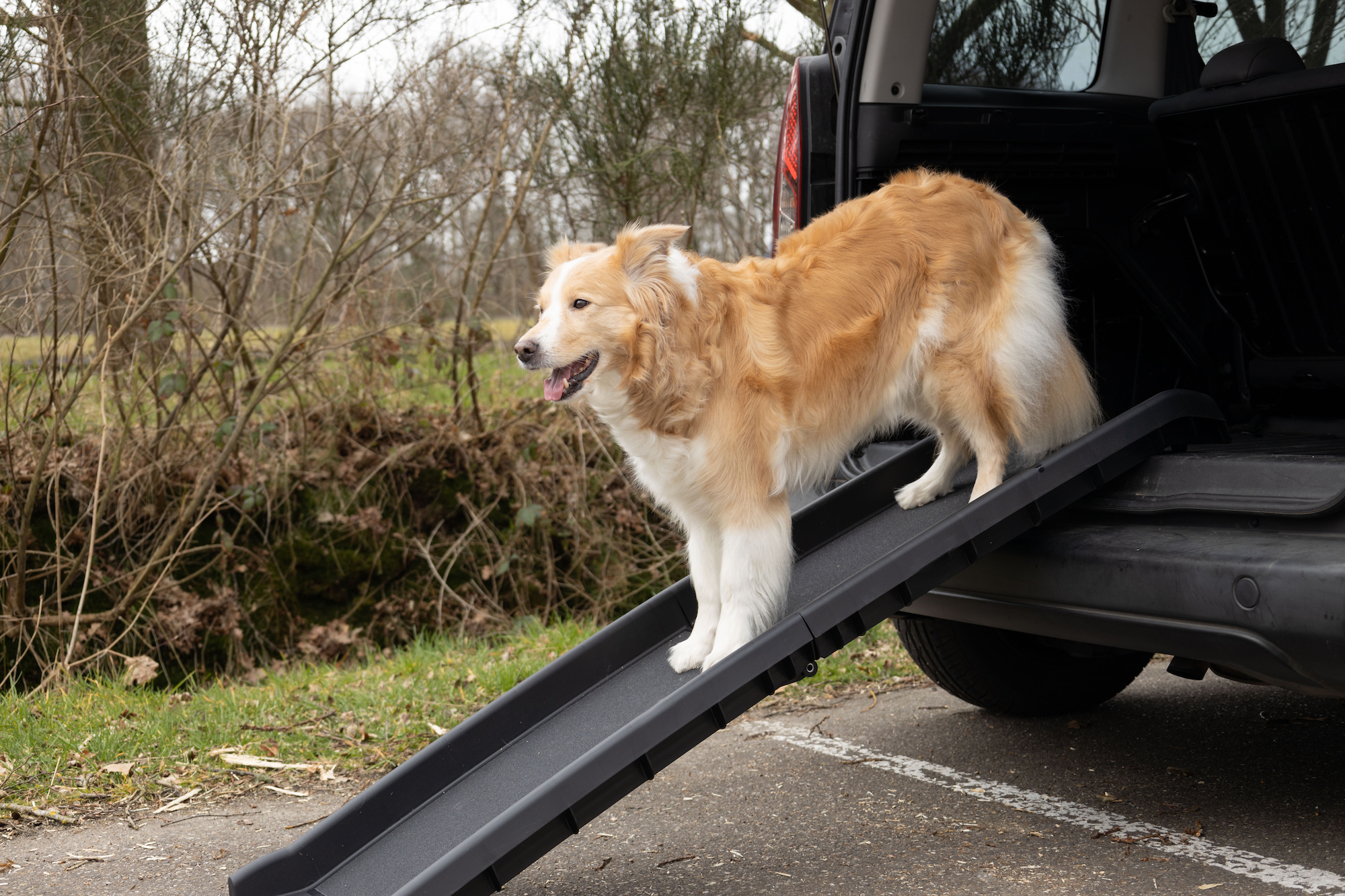 Flamingo Dog ramp Svea Black