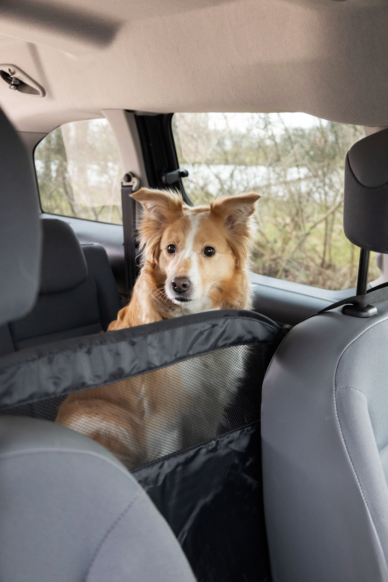 Flamingo Car safety screen Totti Black