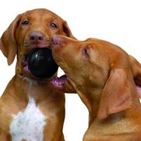 Kong® Kong® Speelgoed Extreme Bal Zwart