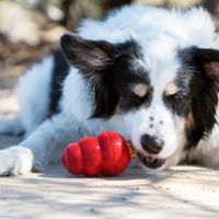 Kong® Kong® Snack Snacks™ Koekje Lever