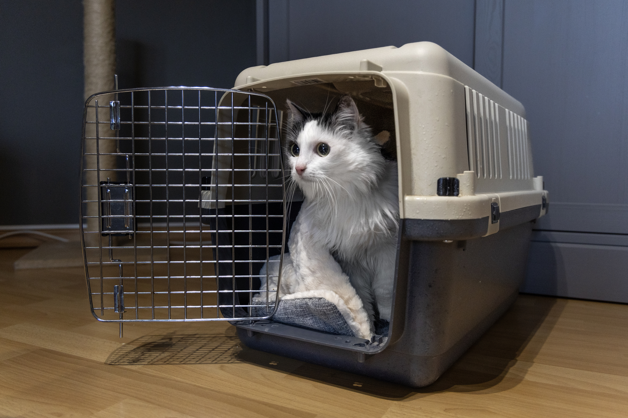 Flamingo Transport cage Nomad Dark grey