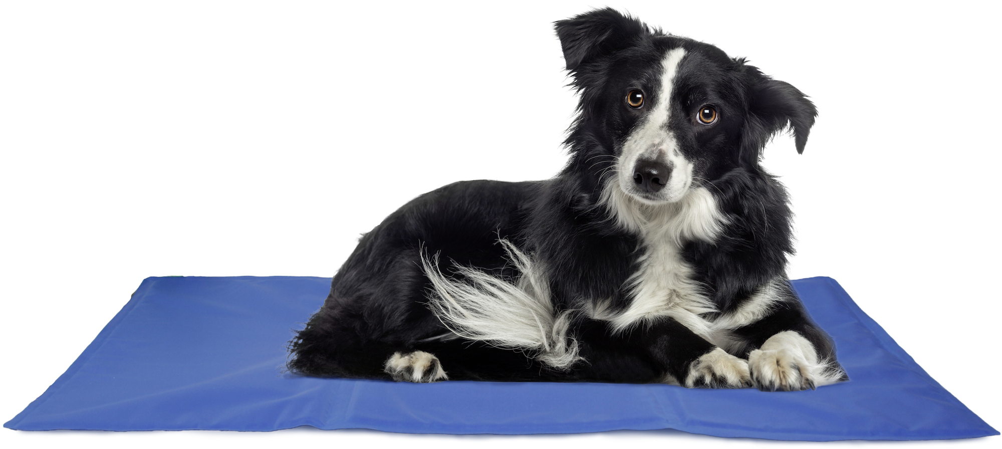 【バニラ】AIRMON Pet Cooling Mat with Fan Amazon.co.jp: Airmon 2 Premium Cooling Mat with Blower Fan