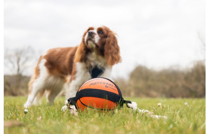 Flamingo Speelgoed Matchball Basketbal met touw Oranje
